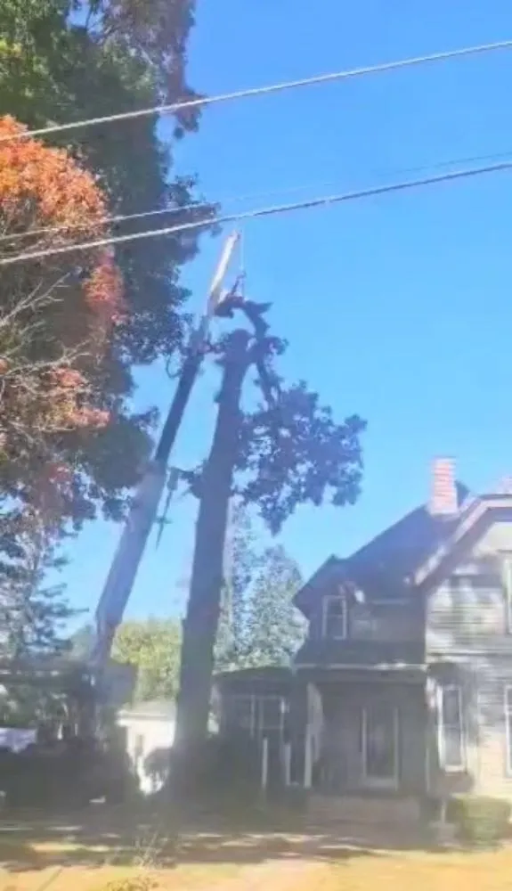 Affordable landscape design experts serving Traer, IA - Hardcutz tree service