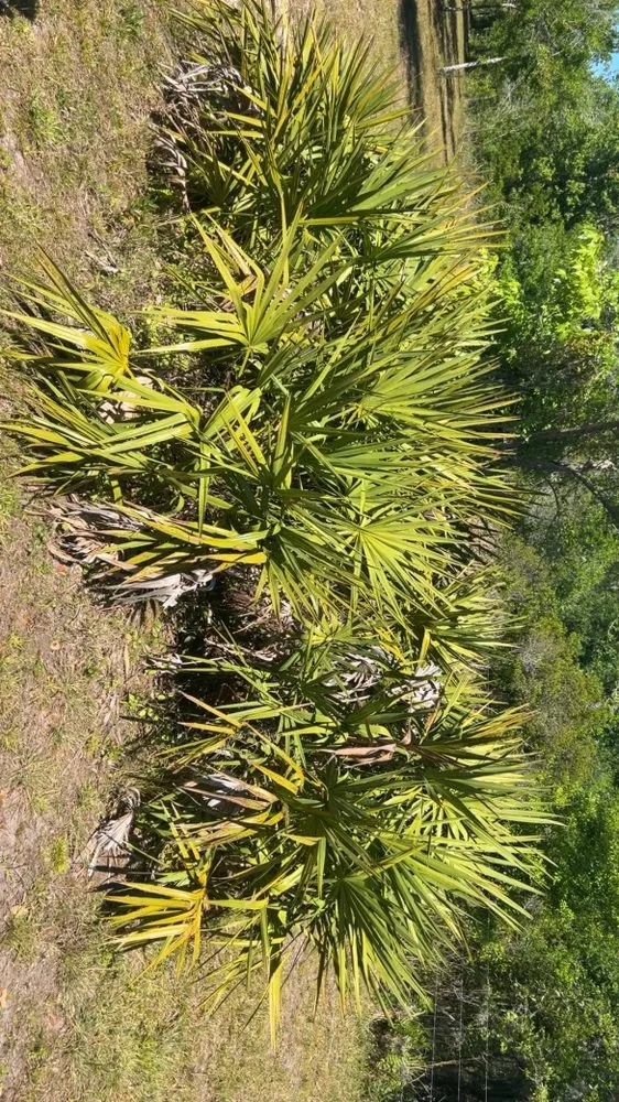 Top-rated residential landscaping for homes in Wauchula, FL by Hardee Home & Lawn Hero’s