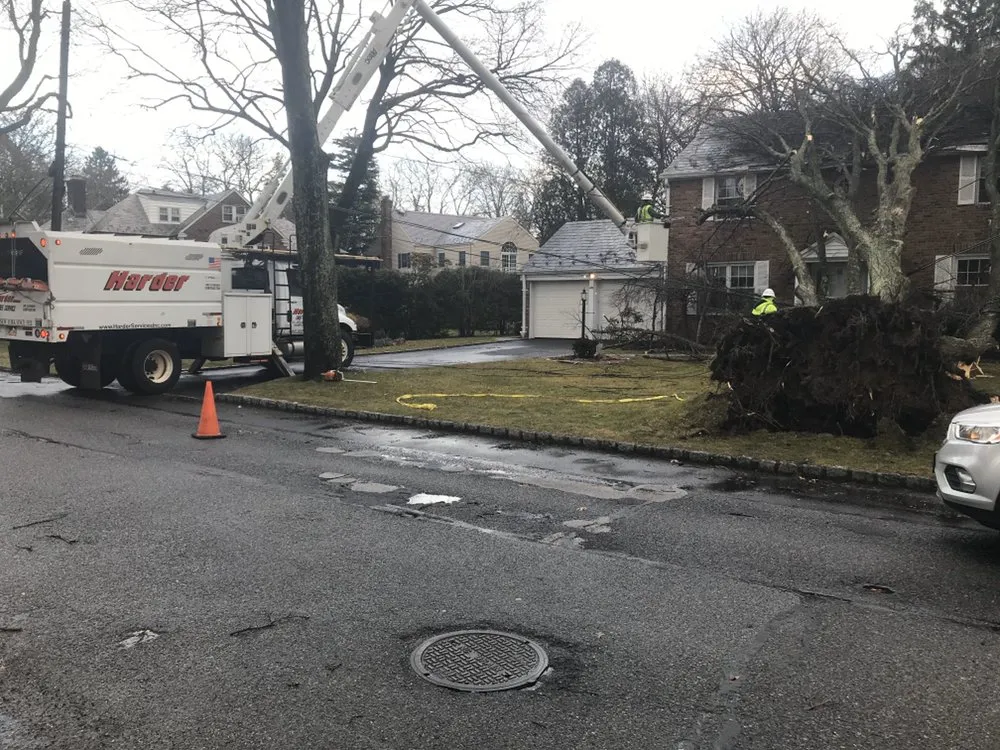 Expert yard cleanup service experts serving Hempstead, NY - Harder Tree and Landscape Service