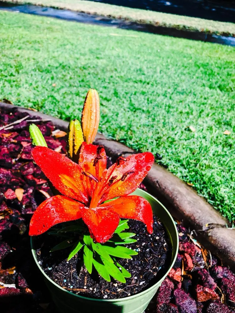 Affordable lawn care service for homes across Brandon, FL - Hardin Diamond Cut Lawn Care of Brandon FL