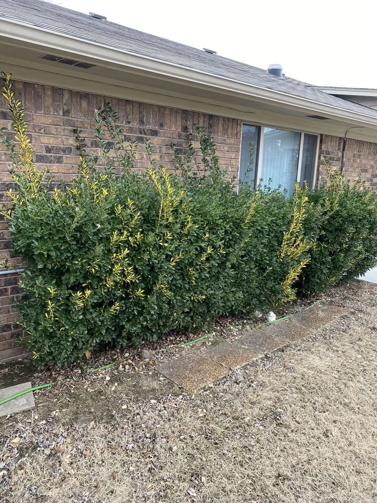 Professional lawn care service for beautiful yards in Tulsa, OK by Harding lawn care