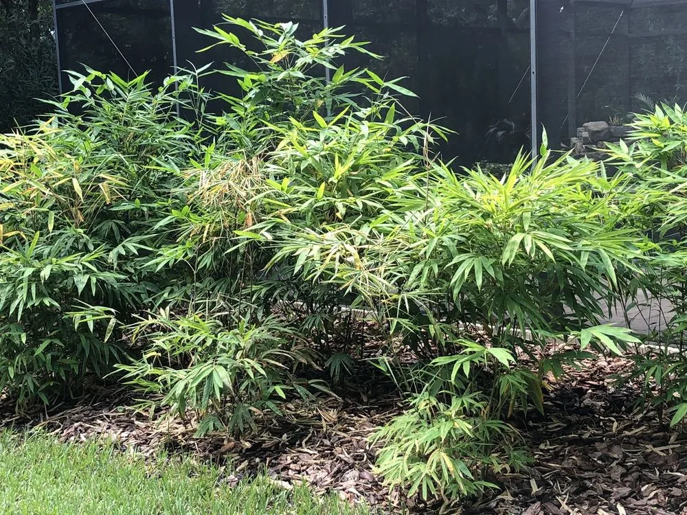 Trusted garden landscaping for year-round maintenance in Bradenton, FL by Hardy Outdoor