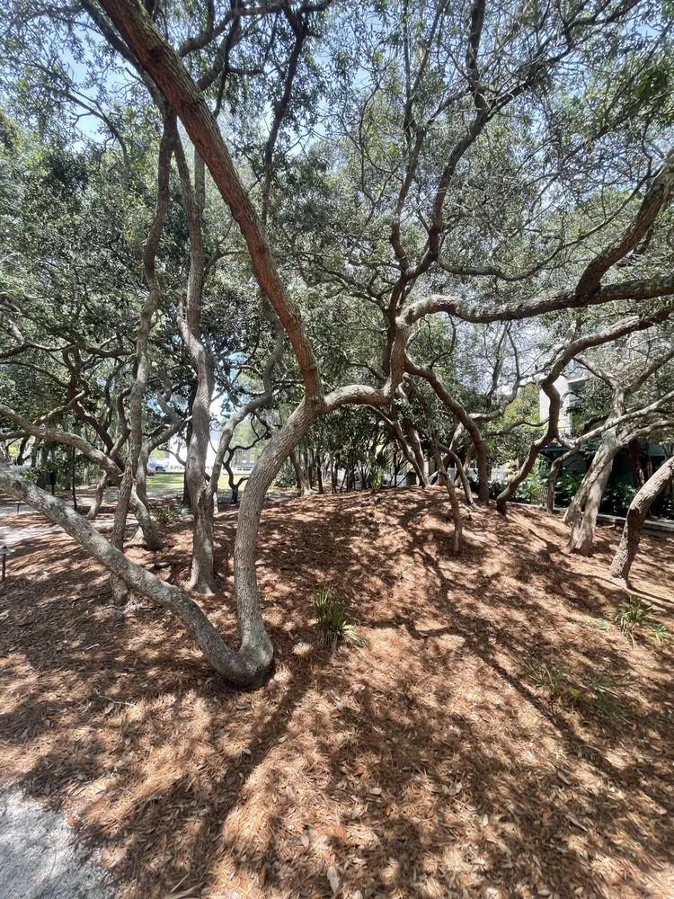 Trusted lawn care service for outdoor upgrades across Evans, GA - Harkins Landscape