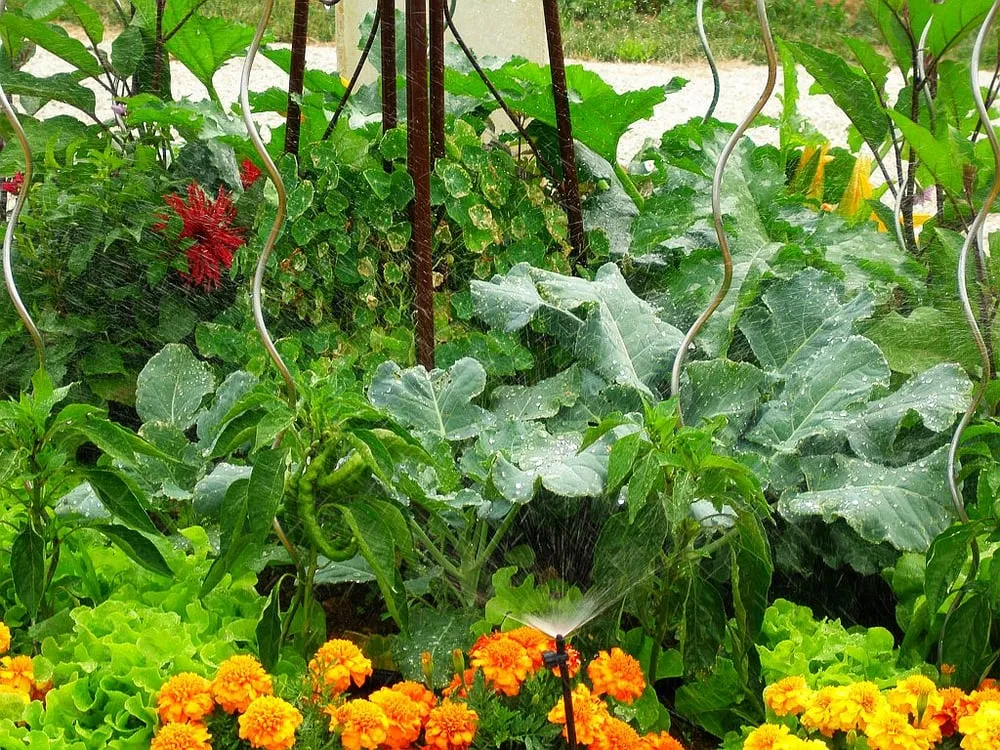 Expert lawn mowing service for beautiful yards across Berkeley, CA - Harkness Gardens