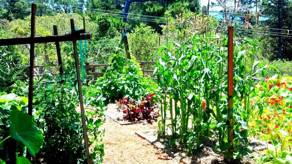 Reliable yard cleanup service for beautiful yards in Berkeley, CA by Harkness Gardens