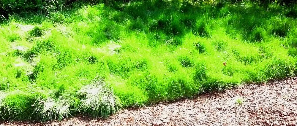 Local garden landscaping for homes in Berkeley, CA by Harkness Gardens