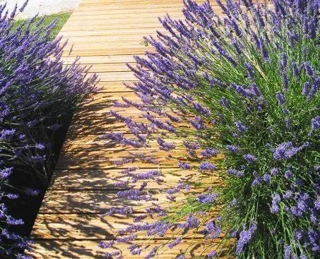 Affordable landscape design in Berkeley, CA by Harkness Gardens