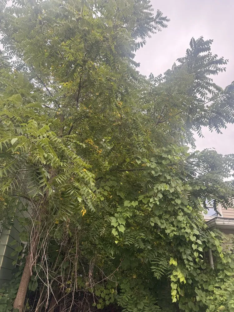 Local landscape design experts serving Elmira Heights, NY - Harley & Sons Outdoor Services