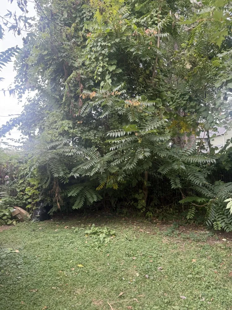 Trusted yard maintenance in Elmira Heights, NY - Harley & Sons Outdoor Services