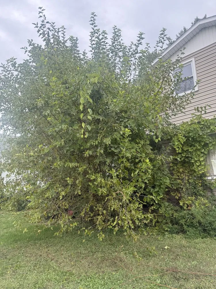 Top-rated garden landscaping near you across Elmira Heights, NY - Harley & Sons Outdoor Services