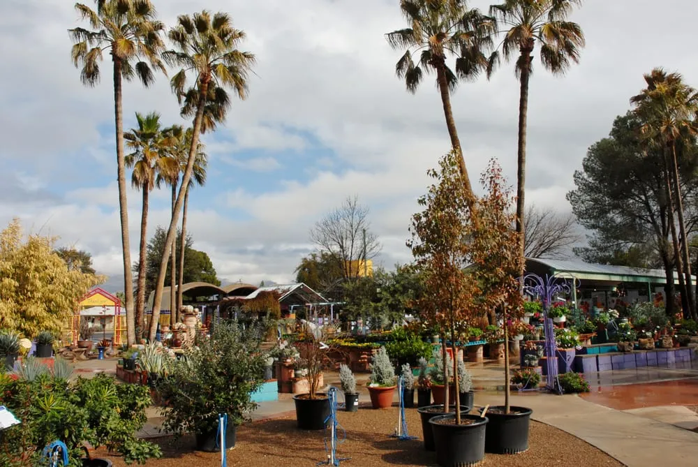 Custom outdoor landscaping in Tucson, AZ - Harlow Gardens