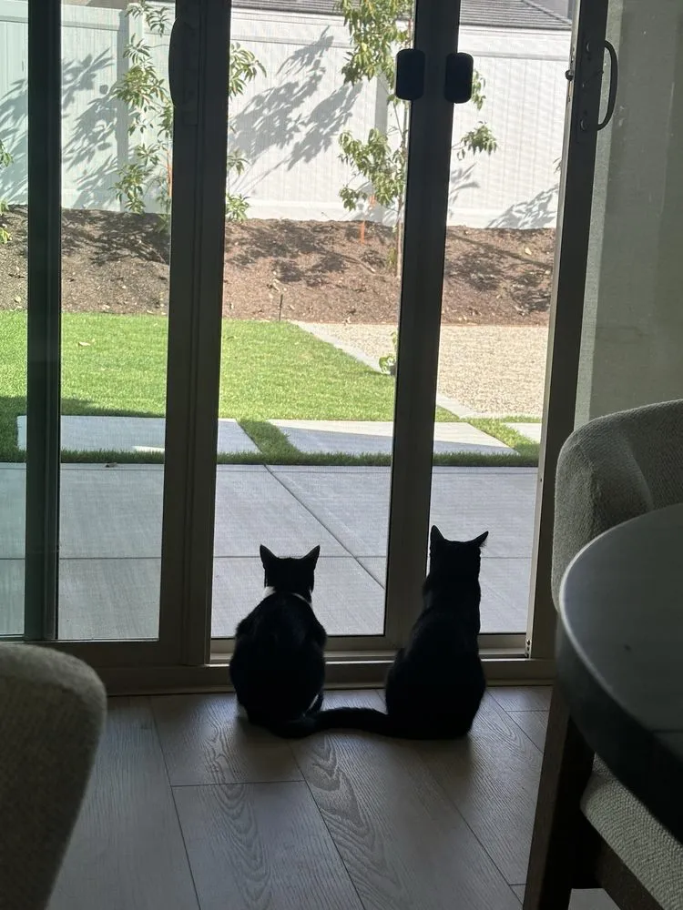 Top-rated yard cleanup service near you across Carlsbad, CA - Harlow Landscape