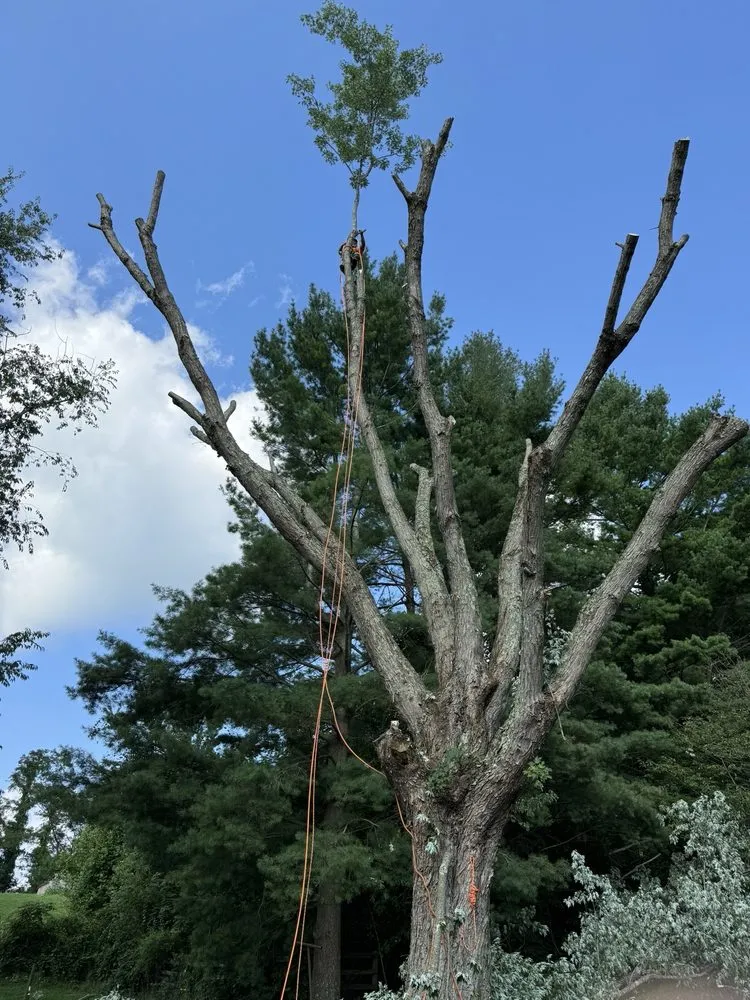 Expert yard maintenance near you in Tazewell, VA by Harman Lawn and Tree care