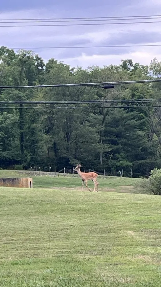 Trusted yard maintenance for outdoor upgrades across Tazewell, VA - Harman Lawn and Tree care