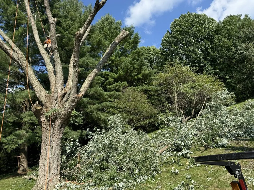 Professional landscaping services in Tazewell, VA - Harman Lawn and Tree care