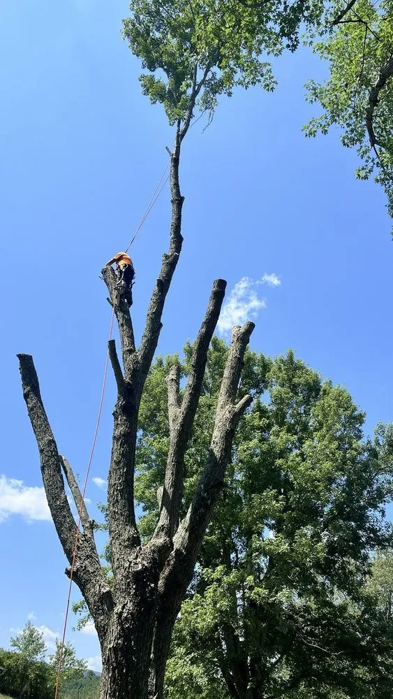 Affordable landscape installation for homes in Tazewell, VA by Harman Lawn and Tree care