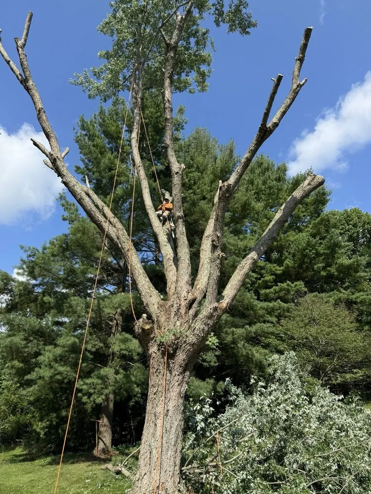 Affordable landscape design in Tazewell, VA - Harman Lawn and Tree care