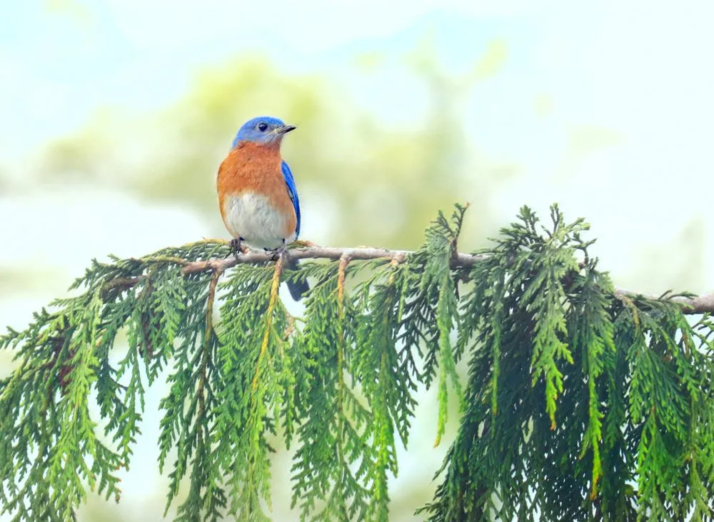 Trusted outdoor landscaping for outdoor upgrades across Camden, ME - Harmless Gardens