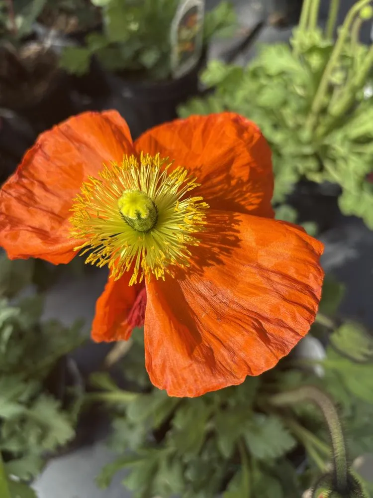 Local lawn mowing service for residential properties in Annapolis, MD by Harmony Gardens