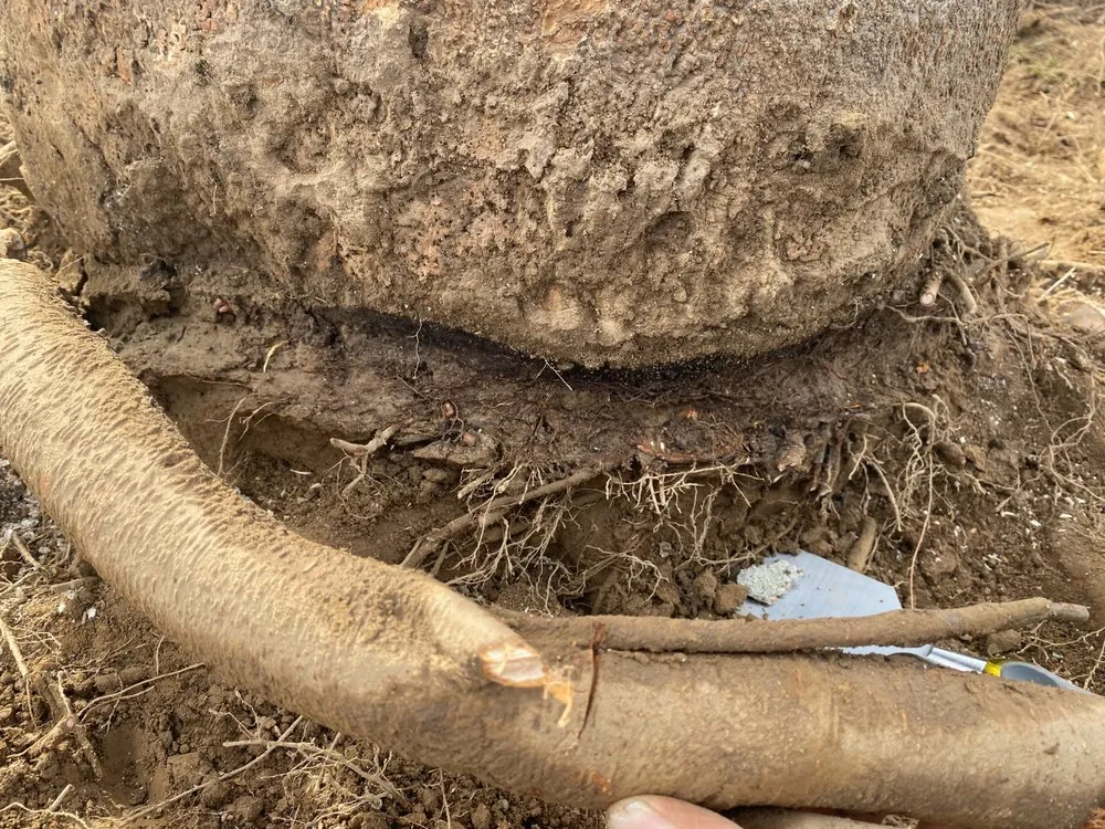 Reliable residential landscaping in Bernardsville, NJ - Harmony Tree Care