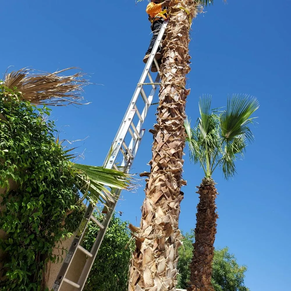 Top-rated landscape design experts serving Las Vegas, NV - Haro landscape