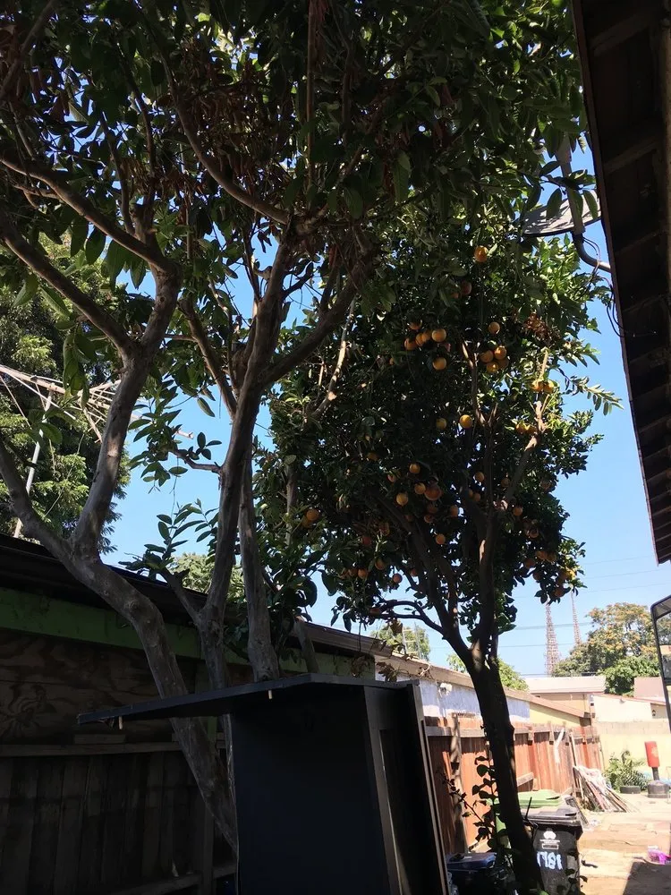 Trusted yard cleanup service experts serving Long Beach, CA - Haro Landscaping