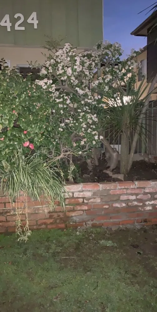 Expert yard cleanup service in Long Beach, CA by Haro Landscaping