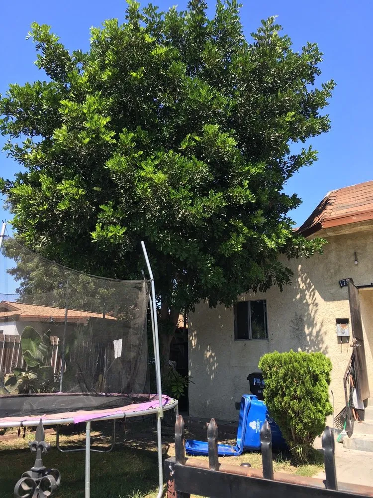 Professional garden landscaping in Long Beach, CA by Haro Landscaping