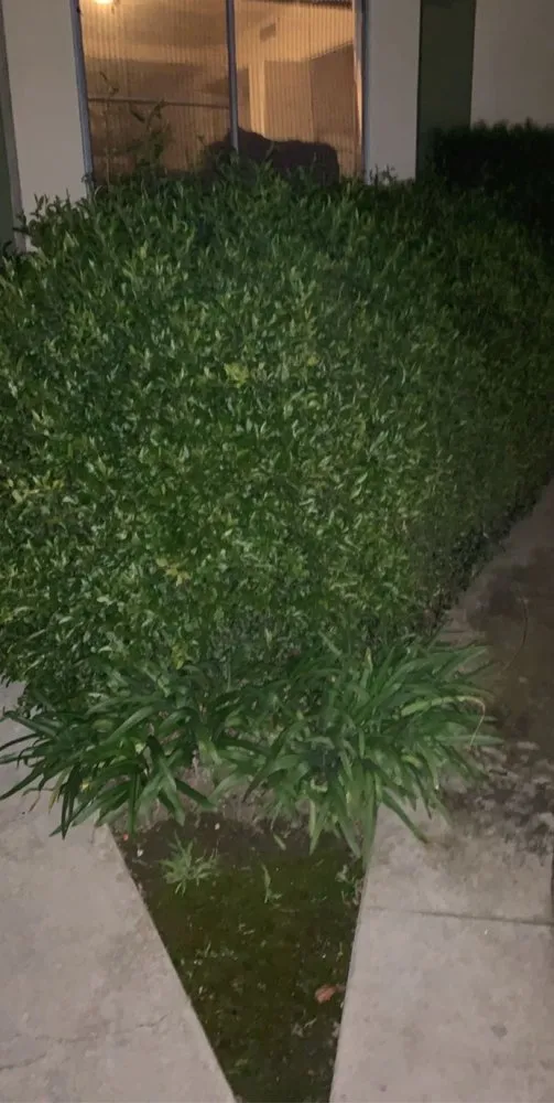 Professional yard cleanup service near you in Long Beach, CA by Haro Landscaping