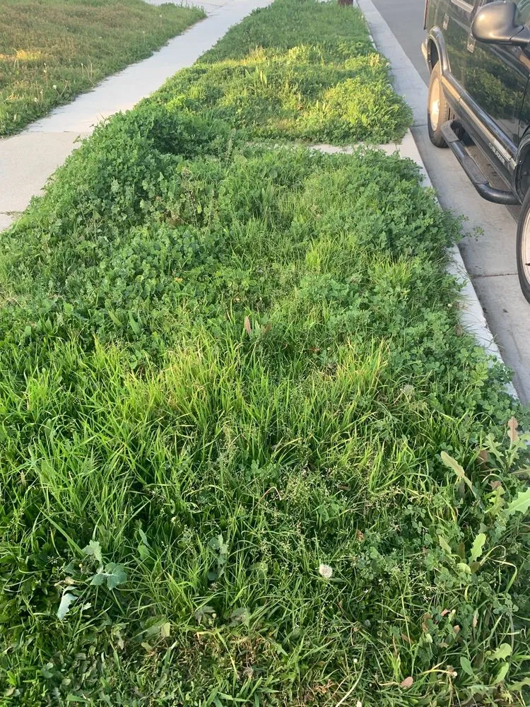 Custom landscape installation with custom design in Long Beach, CA by Haro Landscaping