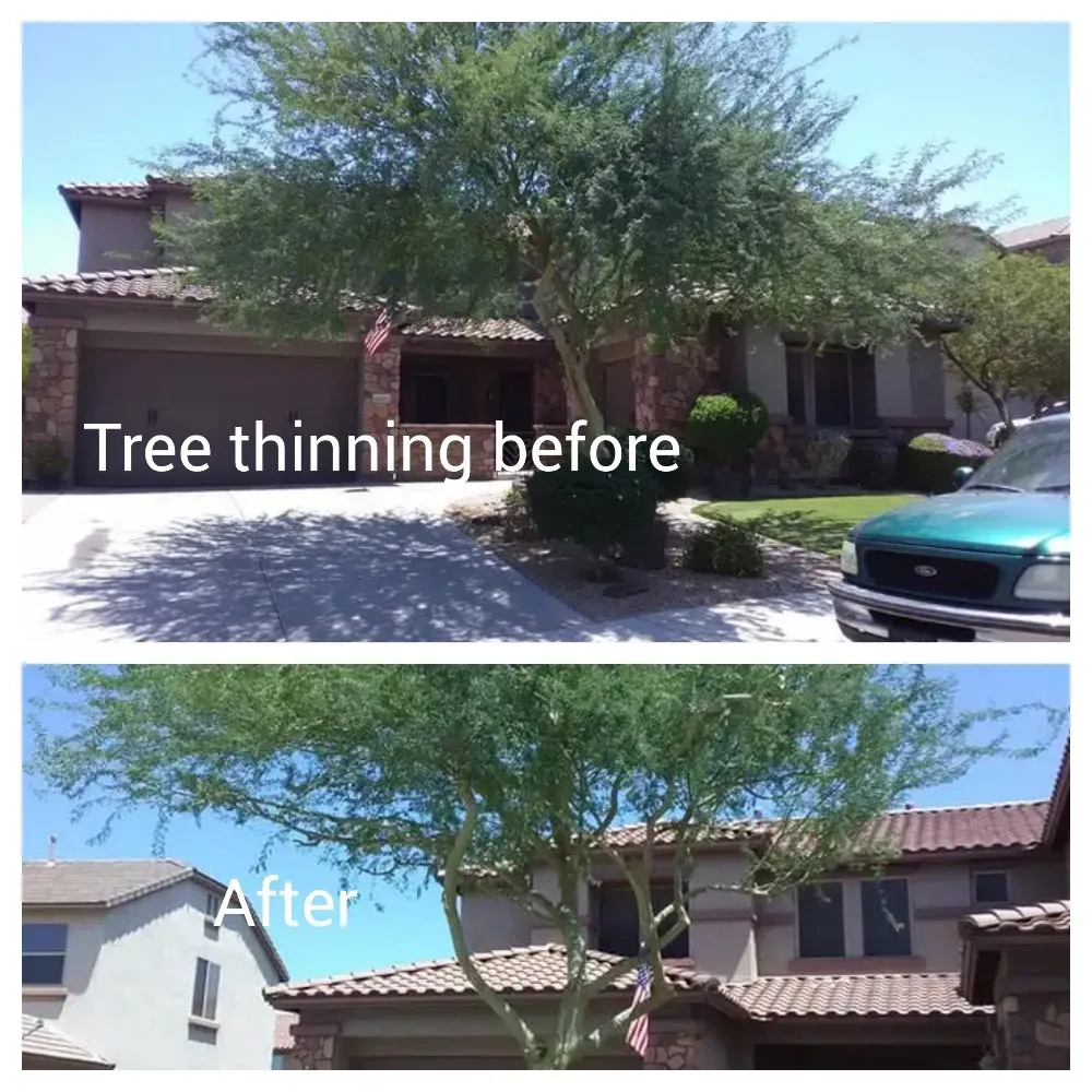 Expert yard cleanup service in Surprise, AZ - Haro Landscaping