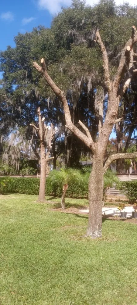 Reliable lawn care service in East Palatka, FL by Harold and Ethel Plus Lawn Service