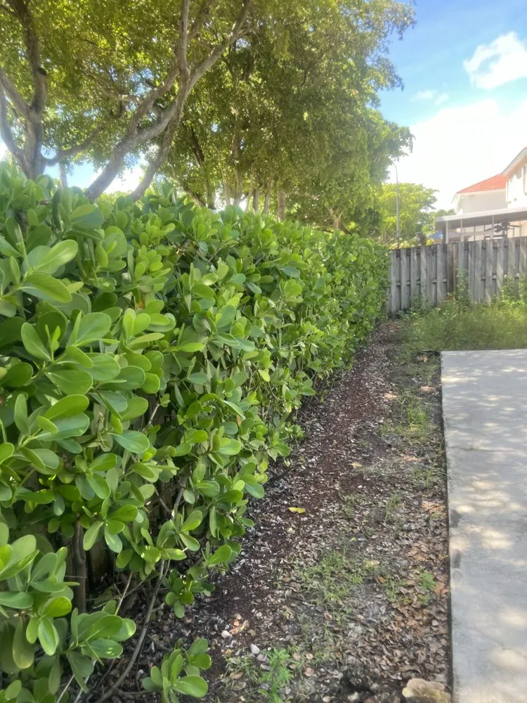 Local yard maintenance in Florida City, FL by Harold Morales Landscaping Service