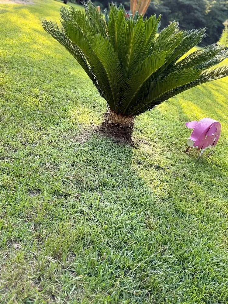 Local yard maintenance with custom design in Climax, GA by Harper Hill Lawn Care