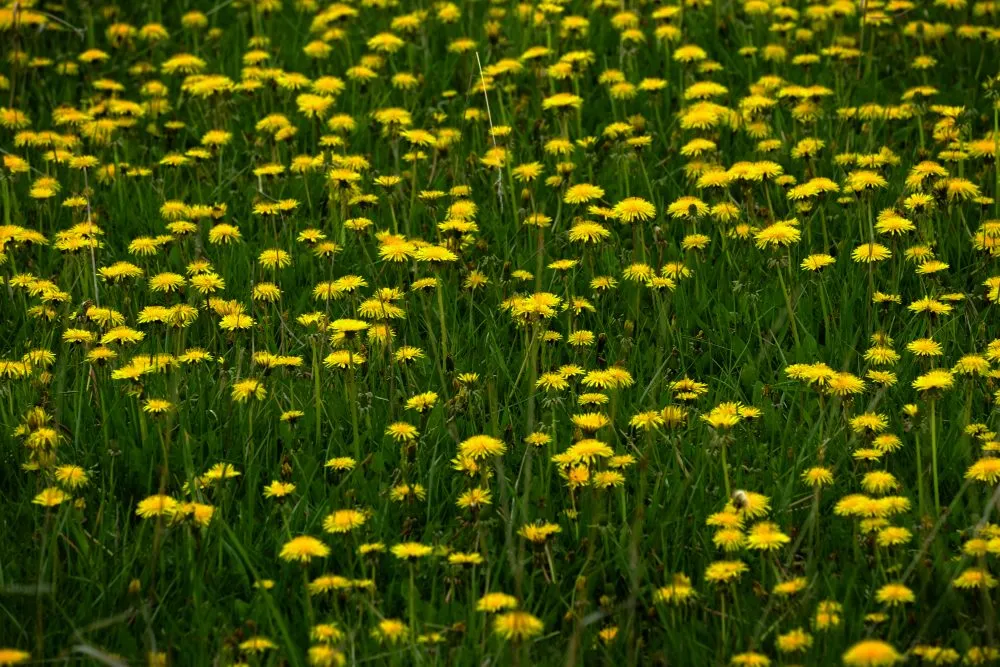 Expert landscape design experts serving Omaha, NE - Harper Lawn Care