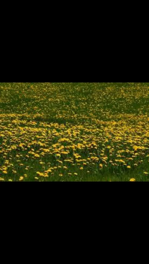 Affordable yard maintenance with custom design in Omaha, NE by Harper Lawn Care