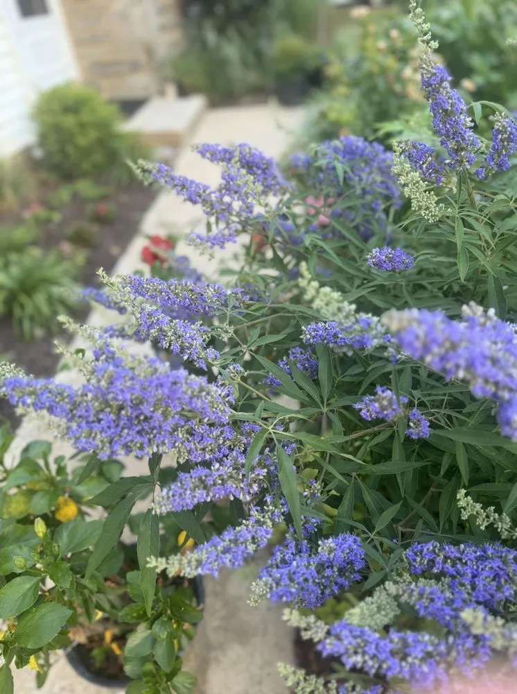 Top-rated yard cleanup service for year-round maintenance across Broomall, PA - Harpwell Gardens and Landscape