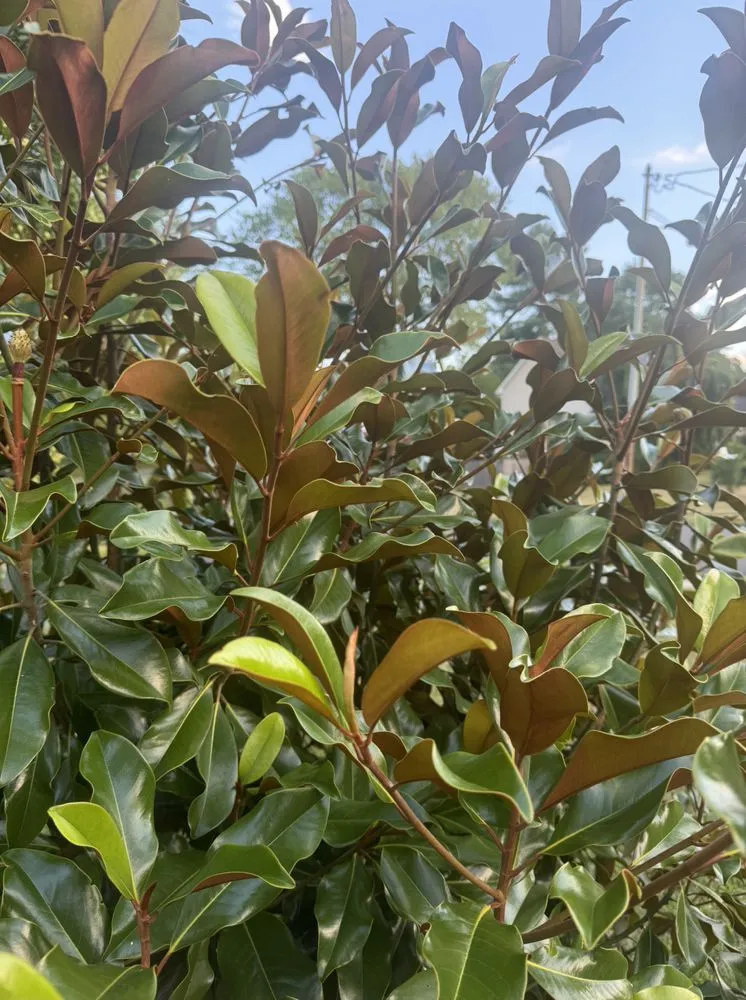 Reliable residential landscaping in Broomall, PA by Harpwell Gardens and Landscape