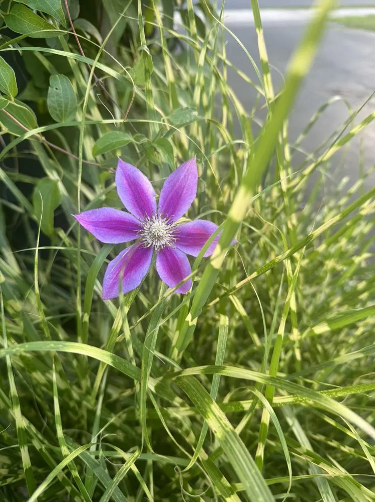 Top-rated landscape installation experts serving Broomall, PA - Harpwell Gardens and Landscape