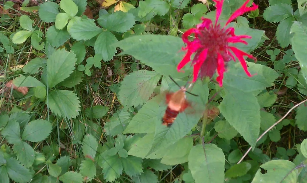 Expert landscape design experts serving Buzzards Bay, MA - Harran Property Management