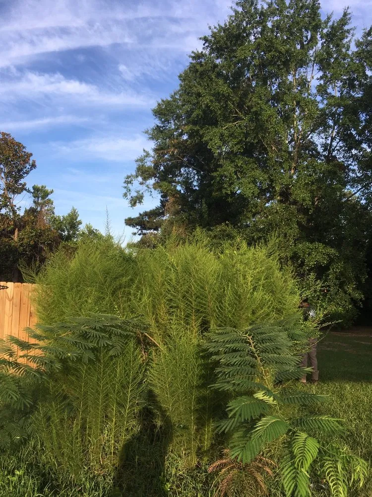 Custom yard maintenance for beautiful yards across Fayetteville, NC - Harris & Harris Lawncare