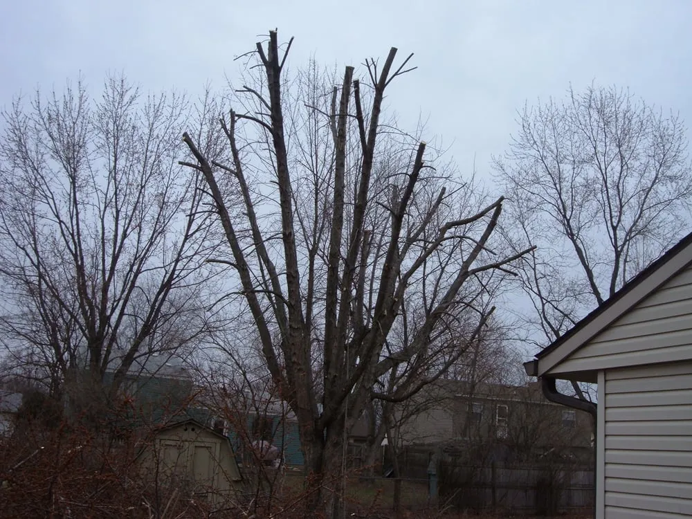 Expert landscape installation for beautiful yards across Indianapolis, IN - Harris & Son's Landscaping LLC