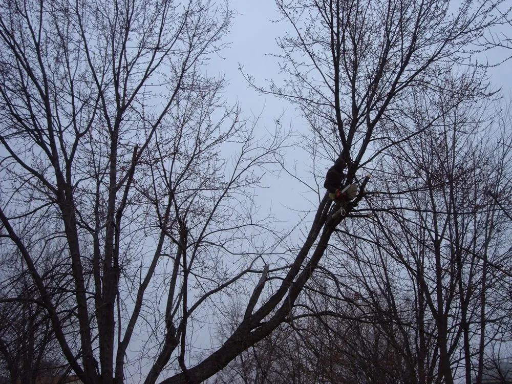 Expert lawn care service experts serving Indianapolis, IN - Harris & Son's Landscaping LLC