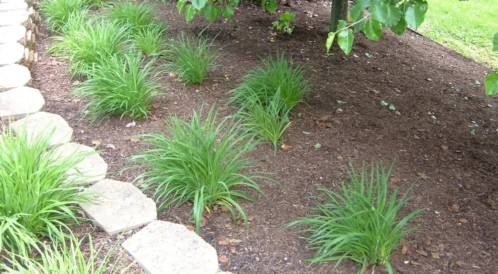 Affordable yard maintenance in Indianapolis, IN - Harris & Son's Landscaping LLC