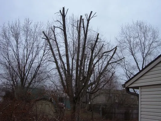 Harris & Son's Landscaping LLC Logo