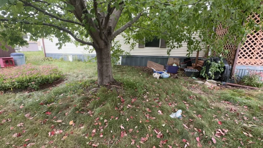 Affordable lawn mowing service in Hiawatha, IA by Harris Cleaning Service