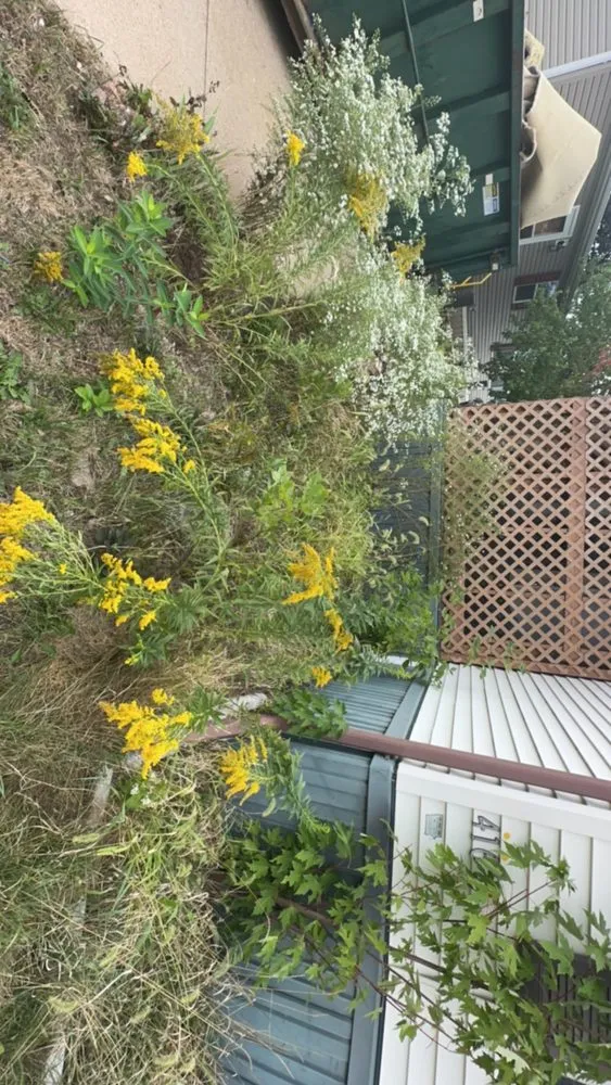 Custom yard cleanup service in Hiawatha, IA by Harris Cleaning Service