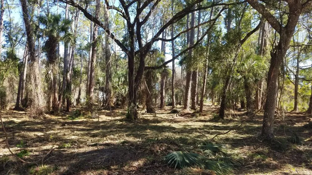 Professional landscape design for homes across Melbourne, FL - Harris Establishment