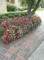 Top-rated yard maintenance in Plano, TX by Harris Landscape and Sprinkler