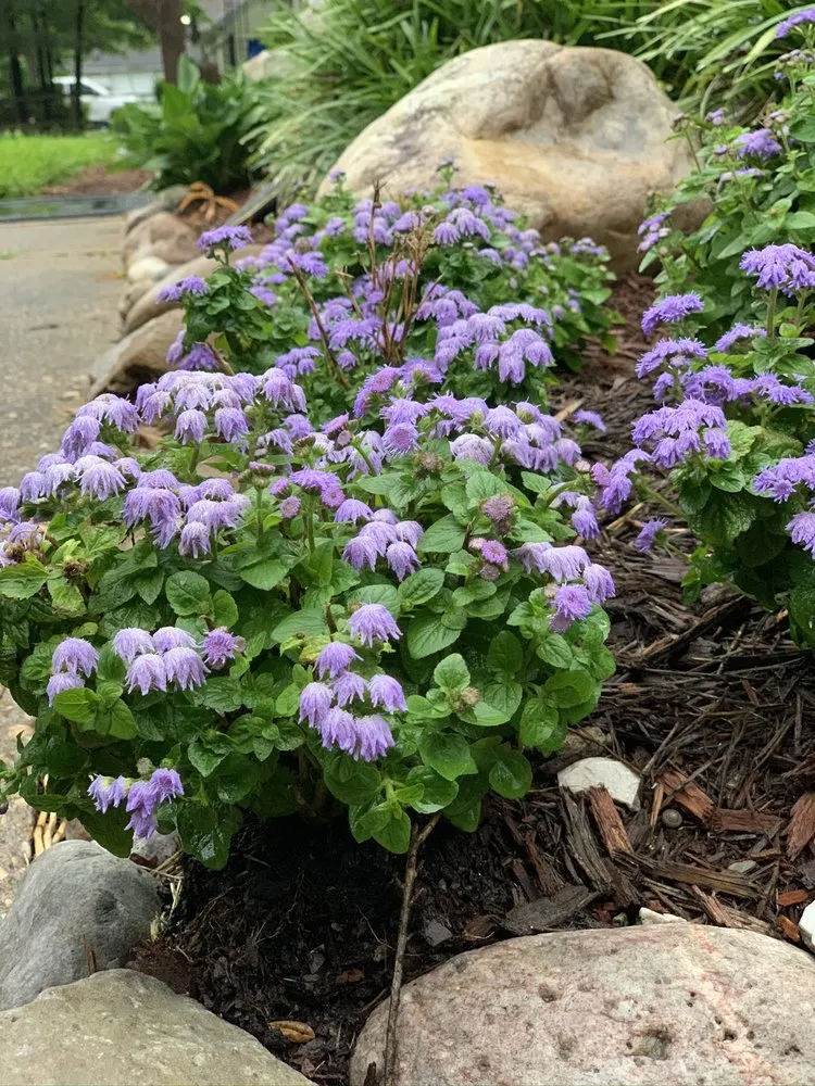 Affordable lawn mowing service in Chesapeake, VA - Harris Landscapes